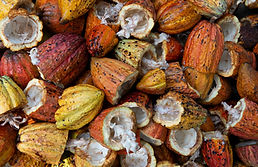 Fruto de cacao