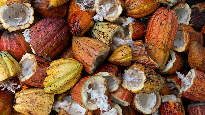 Fruto de cacao