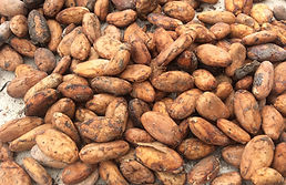 Fruto de cacao