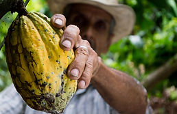 Fruto de cacao