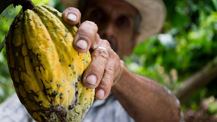 Fruto de cacao
