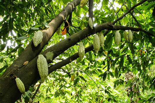 low-angle-shot-cocoa-tree-with-blooming-