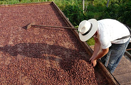 Fruto de cacao