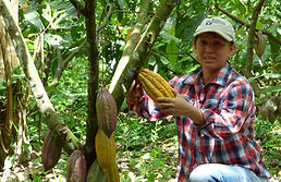 Fruto de cacao