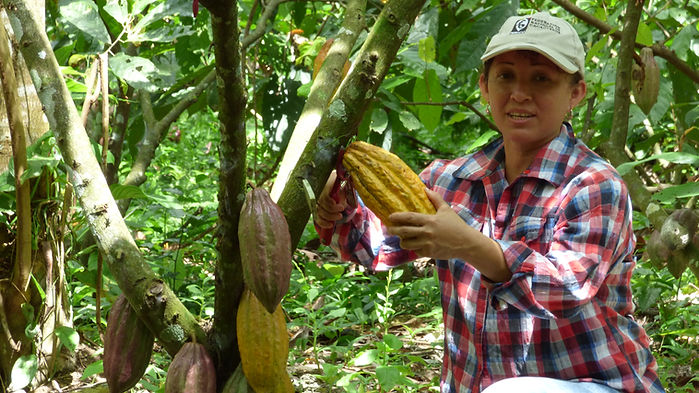 Fruto de cacao