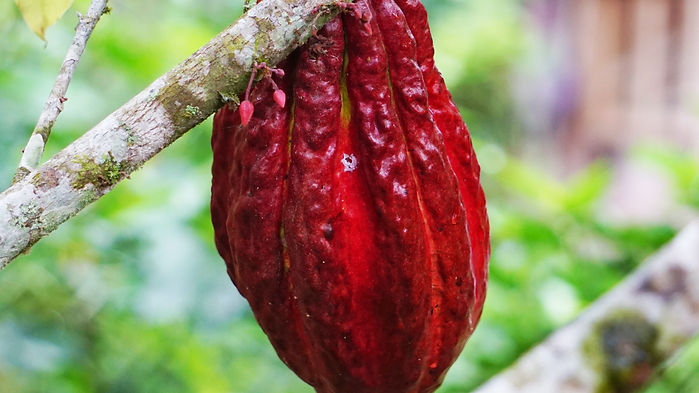Fruto de cacao