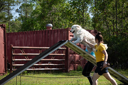 Agility ($35)