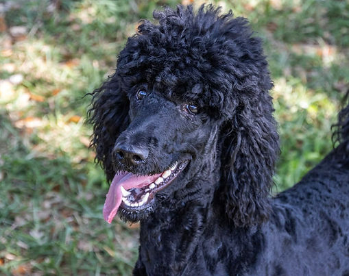 Adoptable Standard Poodle, Mira