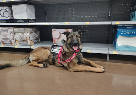 Service Dog Obedience ($40)