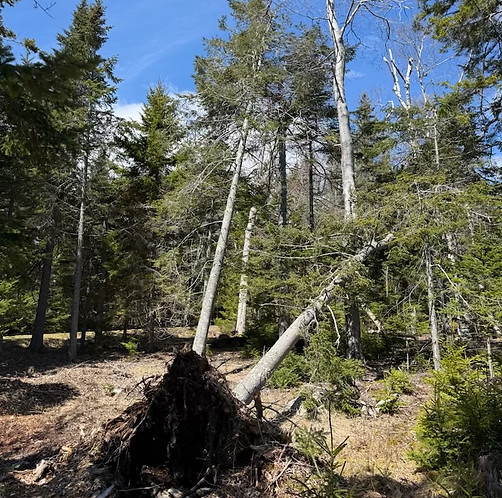 tree-removal-southern-maine-greenellc.jpg