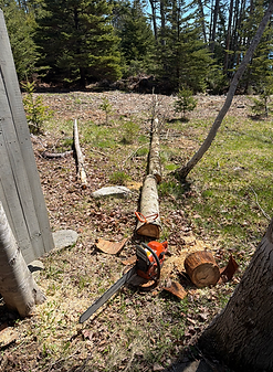 tree-removal-greenellc-southernmaine.jpg
