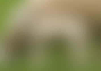 arrivage d'agneau Vendredi 23 juin