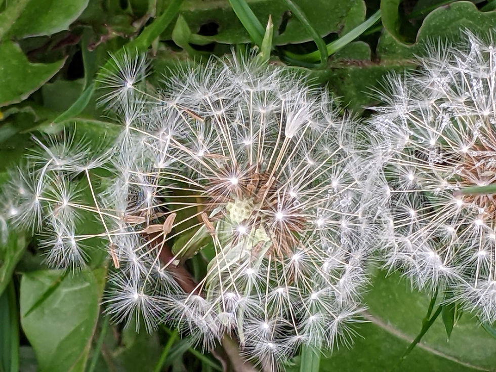 2 dandelion clocks landscape.jpg