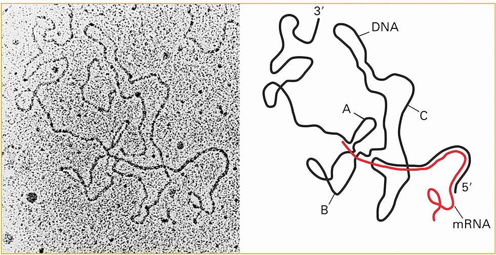 The ’beautiful loops” of DNA, later called introns, that led Sharp and colleagues to realize the split structure of genes and RNA splicing. The left panel is an electron micrograph of a gene from the adenovirus 2 genome hybridized to its messenger RNA transcript. In the interpretation on the right, the mRNA is shown in red and DNA in black. The introns are marked A, B and C. From Berk, PNAS, 2016.