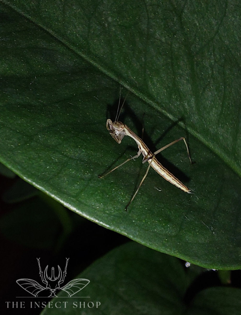 Thumbnail: Purple-Winged Mantis Nymph (Tenodera australasiae)