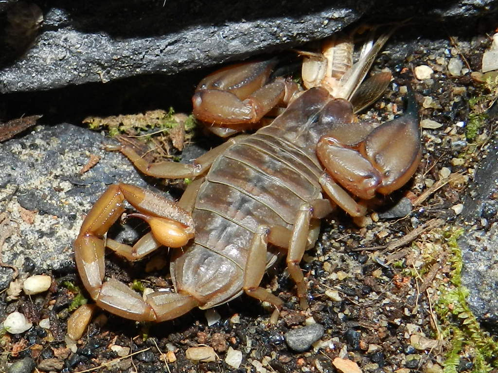 Flinders Ranges Scorpling (Urodacus elongatus)