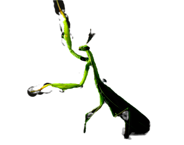 prayingmantis4_edited_edited_edited_edit