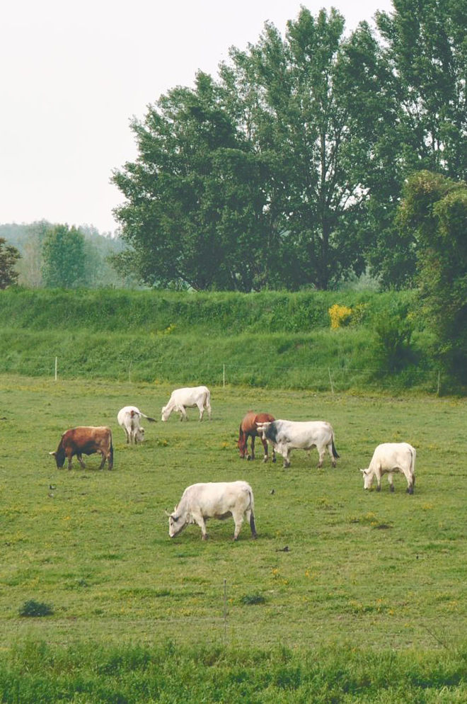 Grazing Cows