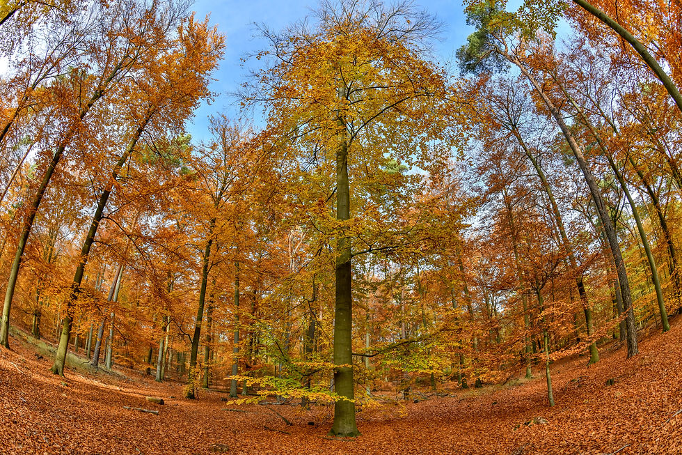 Herbst im Grunewald