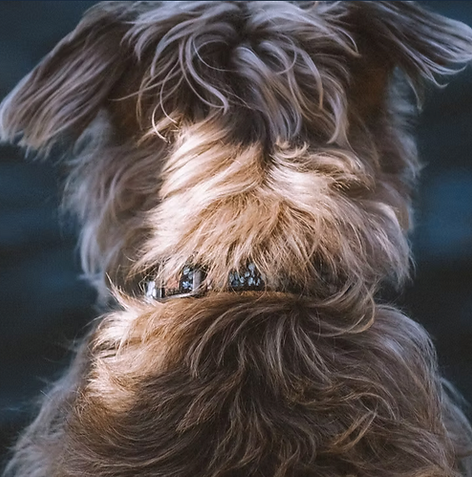Pet Friendly