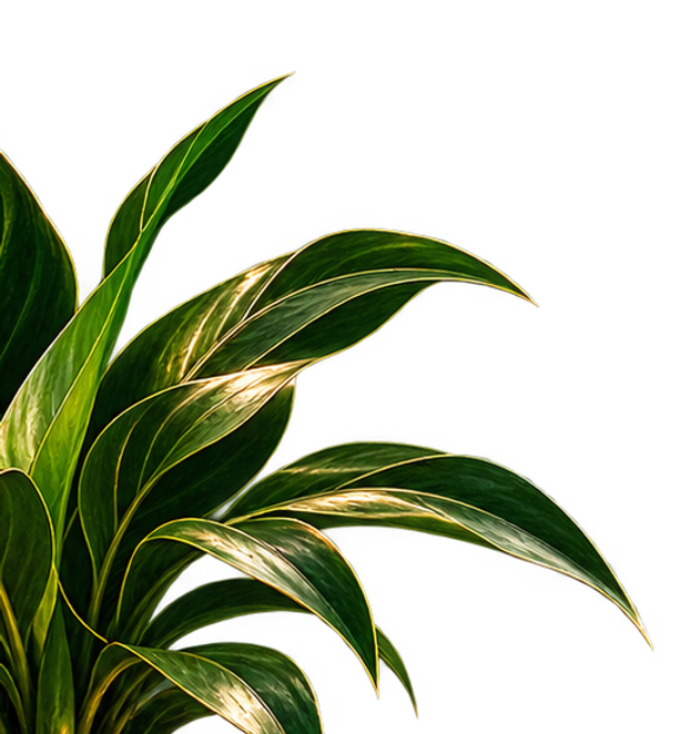 Zen Botanical Wellness Still Life_edited.png