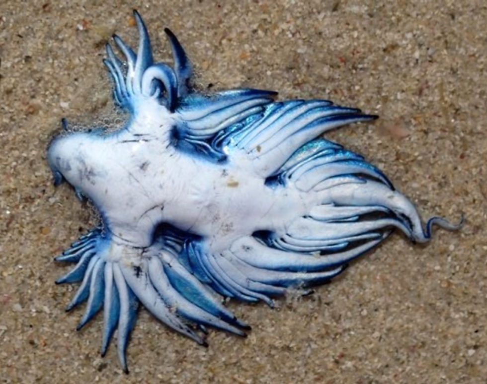 Blue dragon sea slug on sandy beach, vibrant blue and white body with intricate patterns, curled tendrils, and textured surface.