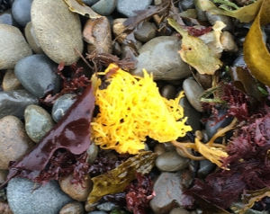 Yellow stringy egg mass washed upon a rocky shore full of pebbles.