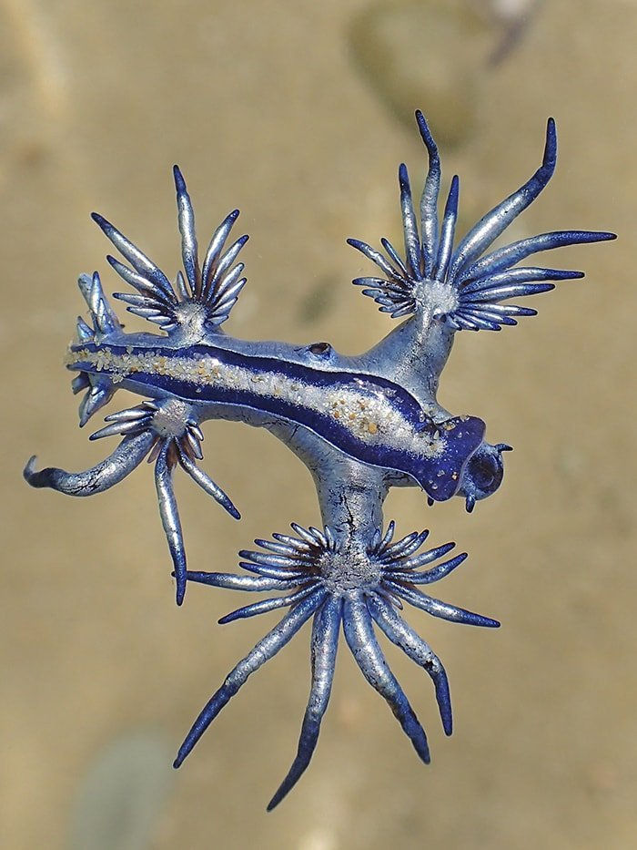 Blue Glaucus, a vivid blue sea slug with intricate appendages, floats in sandy water.