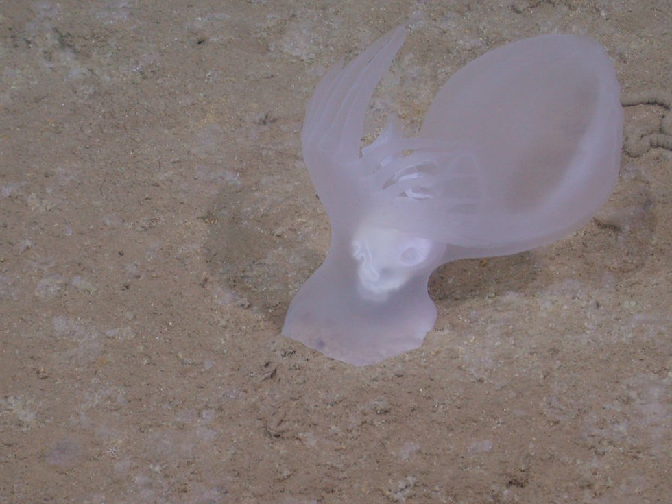 Translucent sea slug with a rounded body resting on sandy ocean floor.