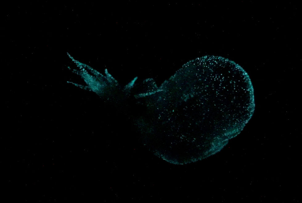 Glowing sea slug against a dark background, exhibiting bioluminescence in the dark.