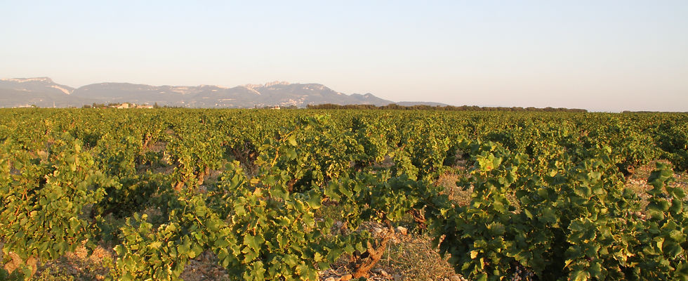 Vinyard from Domaine Roche