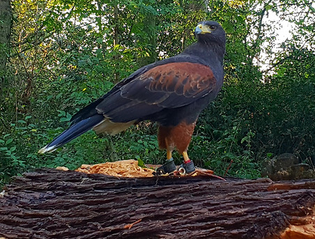 Skye Female Harris Hawk from Spitfire Avian Pest Control