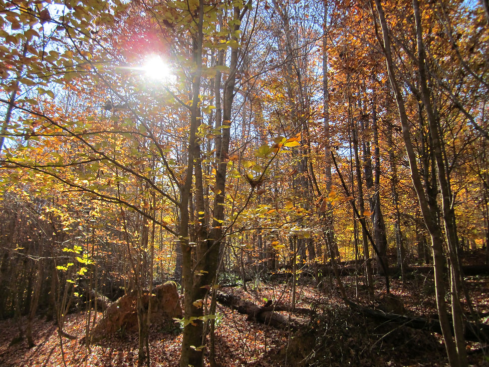 Umstead State Park - Raleigh, NC