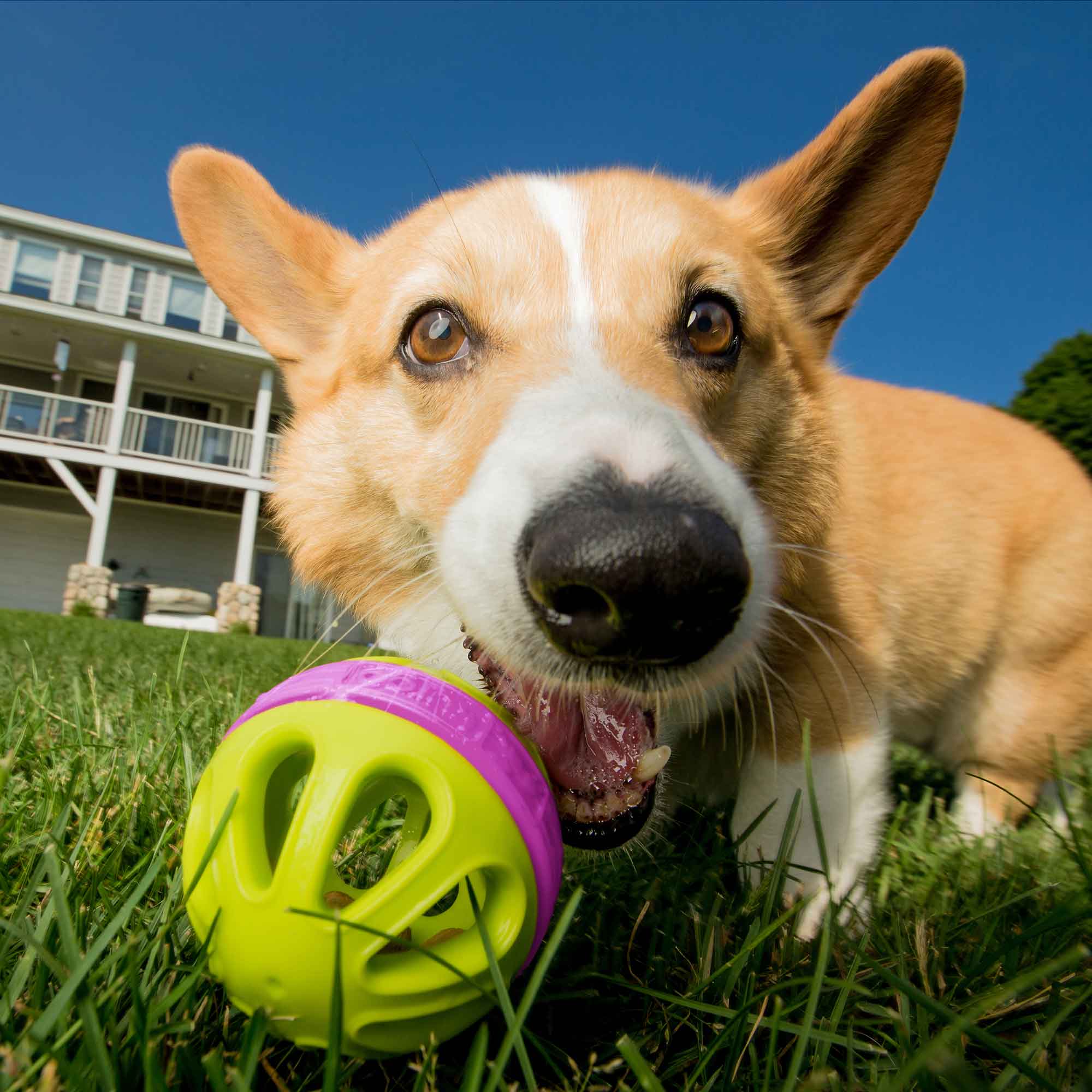 kurgo-ball