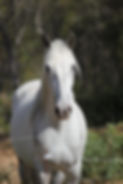 Un cheval