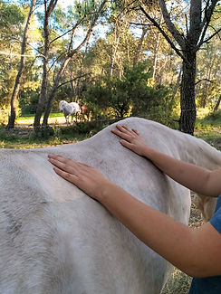 Massage d'un cheval, les mains sont posés sur son dos