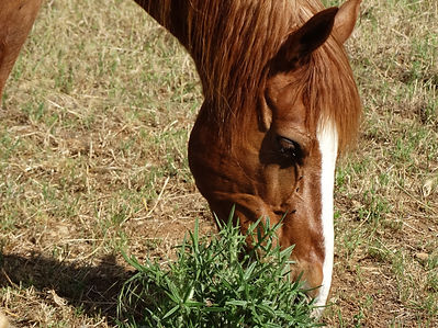 un cheval qui mange des plantes