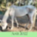 Photo d'un cheval maigre en train de manger