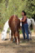 Une femme en train de masser un cheval et un deuxième cheval derrière qui mange de l'herbe