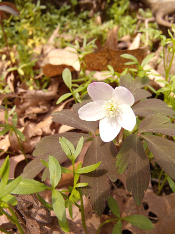 wood flower