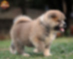 Akita vermelho