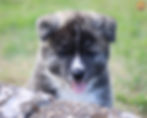 Akita tigrado