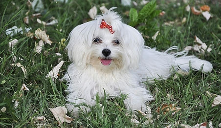 Dr. Snickers, a 3-year-old Havanese, shown here experiencing intense schadenfreude after watching an aggressive German Shepherd being run over by a Cybertruck