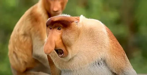 President Trump, shown here yelling at reporters during a recent press conference, continues to deny reports that he was secretly replaced by a proboscis monkey due to dementia concerns