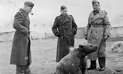 Mr. Snuffles, shown here behind a bear in 1944, had over one hundred confirmed battlefield kills