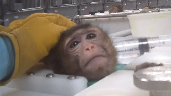 Test subject #172, "Becky", shown here being euthanized after an early prototype of the Band-Aid TUG 'N HEAL™ caused minor chafing to skin surrounding a cut