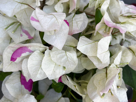 ピンクムーン。