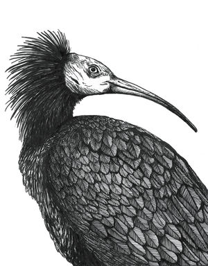 Waldrapp
