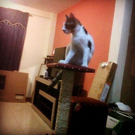 Miniatura: Cubil Felino