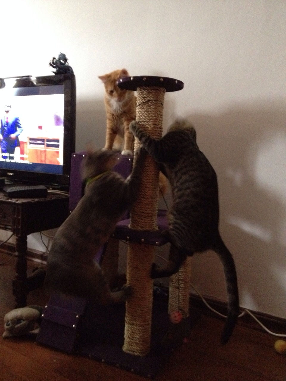 Miniatura: Cubil Felino